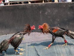 Kasus Judi Sabung Ayam di Polres Asahan Masih Mengambang