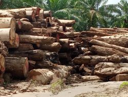LembAHtari dan KJL Aceh Tamiang Desak Pemerintah Identifikasi Jumlah Kubikasi Kayu Gelondongan Pascabanjir Bandang