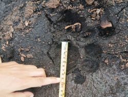 Warga Siak Dihebohkan Kemunculan Harimau Sumatera