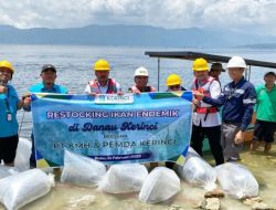 Bupati Monadi dan PT KMH Tebar Benih Ikan di Danau Kerinci, Jaga Ekosistem