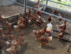Lapas Bengkalis Dukung Ketahanan Pangan, Sukses Tetaskan 200 Ekor Anak Ayam secara Mandiri