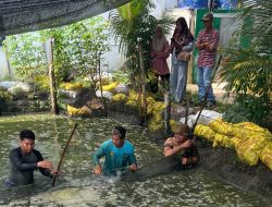 Perkuat Ketahanan Pangan, Lapas Bengkalis Panen Raya 180 Kg Ikan Patin