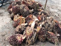 Harga TBS Sawit Swadaya Riau Merosot, Umur 9 Tahun Alami Penurunan Tertinggi