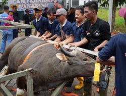Semarak Iduladha 1447 H, BP Batam Sembelih 33 Hewan Kurban Tingkatkan Kepedulian Sosial