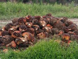Harga TBS Sawit Riau Naik, Umur 9 Tahun Tembus Rp3.781 per Kg