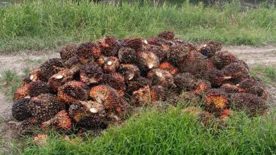 Harga TBS Sawit Riau Naik, Umur 9 Tahun Tembus Rp3.781 per Kg