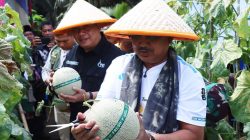 Panen Raya Melon di Tanjab Barat Hasilkan 16 Ton, Pasok hingga Batam dan Jakarta