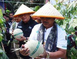 Panen Raya Melon di Tanjab Barat Hasilkan 16 Ton, Pasok hingga Batam dan Jakarta