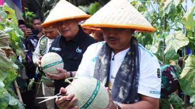 Panen Raya Melon di Tanjab Barat Hasilkan 16 Ton, Pasok hingga Batam dan Jakarta
