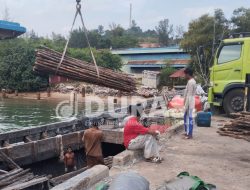 Puluhan Ribu Kayu Bakau Dimuat ke KLM Berkat Selayar di Pelabuhan Beton Sekupang, Diduga Dikirim ke Dapur Arang