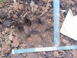 Bocah 12 Tahun Tewas Diterkam Harimau Sumatera di Pelalawan