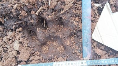 Bocah 12 Tahun Tewas Diterkam Harimau Sumatera di Pelalawan