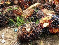 Harga TBS Sawit Riau Pekan Ini Naik, CPO dan Kernel Jadi Pendorong