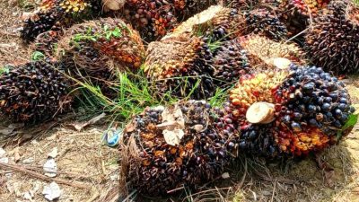 Harga TBS Sawit Riau Pekan Ini Naik, CPO dan Kernel Jadi Pendorong