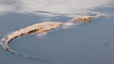 Buaya Muncul di Sungai Indragiri, Warga Tembilahan Diminta Waspada